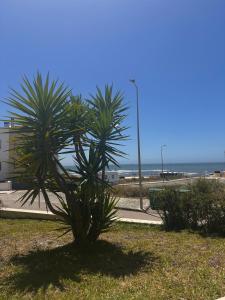 布瓦科斯的住宿－Mar de Fulles，海滩附近的草木上的棕榈树