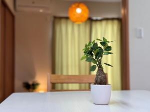 a plant in a white pot sitting on a table at ura tomari in Okayama