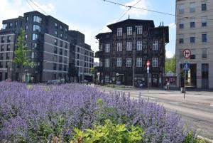 a field of purple flowers on a street with buildings at Apartament Sikorskiego in Poznań