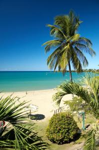a beach with a palm tree and the ocean w obiekcie Starfish Tobago w mieście Scarborough