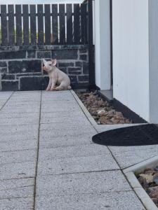 Domácí mazlíčci ubytovaní s hosty v ubytování Aughrim Barn