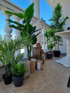 a room filled with lots of potted plants at apartmani Žganec in Baška