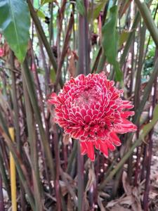 Ảnh trong thư viện ảnh của 2 bedroom beachside villa ở San José