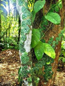 Ảnh trong thư viện ảnh của 2 bedroom beachside villa ở San José