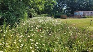 a field filled with lots of flowers in a field at Postwood Gardens Balmoral Country Cabin in Kentisbeare