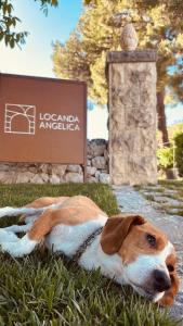 a brown and white dog laying in the grass at Locanda Angelica in Giarratana