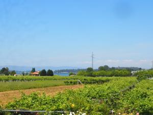 a farm with a field of green crops at O Cunchal Rooms in Dena