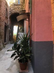 a potted plant sitting next to a building at la casa nel borgo in Gragnana +7 photos