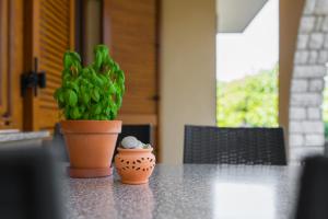 Zahrada ubytování Apartmani Pina