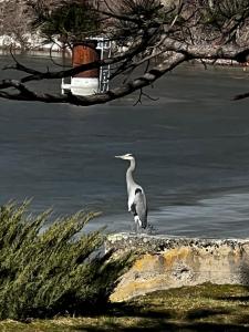 a bird standing on the edge of a body of water at Mountain Springs Nature Retreat in Kaleden