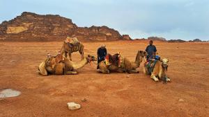 een groep mensen die kamelen berijden in de woestijn bij Dream Bedouin life camp in Wadi Rum
