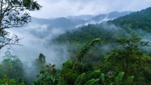 Une vallée brumeuse avec des arbres dans les montagnes dans l'établissement Sinharaja Vini Villa, à Deniyaya