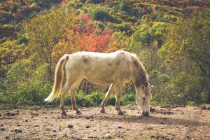 Animales en the country house o alrededores