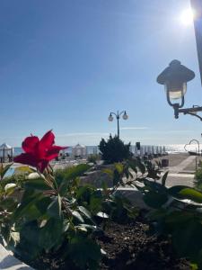 a plant with a red flower next to the beach at Happy kids' vacation home in Lozenets