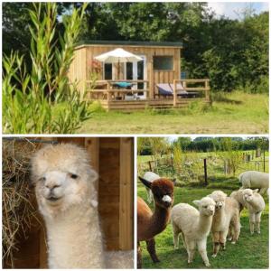 um grupo de ovelhas e um ursinho de peluche e uma casa em Dartmoor Reach Alpaca Farm Heated Cabins 5 mins drive to Dartmoor em Bovey Tracey