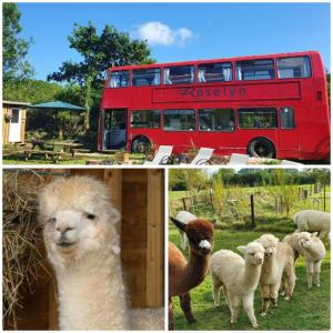 a red double decker bus and a group of sheep at Double Decker Bus on an Alpaca farm sleeps 8, 5 mins drive to Dartmoor in Bovey Tracey