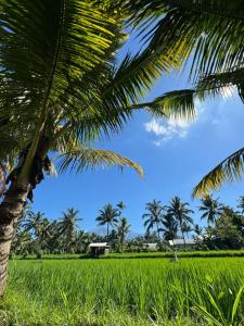 MyHome - Lombok外面的花园