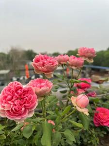 un montón de rosas rosas en un jardín en Tangfu Boutique Hotel Nanluoguxiang Drum Tower Houhai, en Beijing