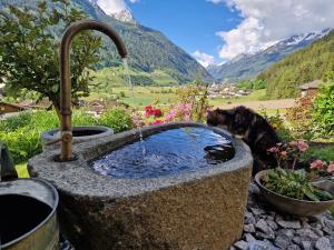 Pies pije wodę z kamiennej fontanny. w obiekcie klein&fein w Neustift im Stubaital