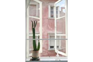 einen Kaktus auf einem Fensterbrett in einem Raum in der Unterkunft Mondo Diverso in Ljubljana