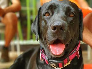 a black dog wearing a collar with its tongue out at WIKI HOSTEL Colive - Adults Only & Pet Friendly in Zagarolo