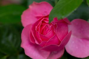 een close-up van een roze roos bij Seeluft in Cuxhaven