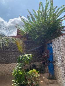 een plant naast een gebouw met een blauwe deur bij HAKABA in Conakry