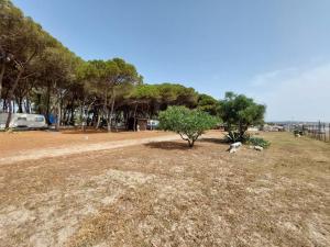 a dog sitting in a field next to a tree at Camping Cammello Grigio in Roccelletta