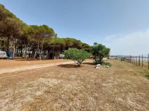 a dog sitting in a field next to a fence at Camping Cammello Grigio in Roccella
