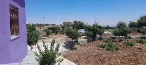 Zahrada ubytování Jerash mountain studio chalet شاليه جبال جرش و عجلون