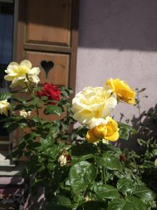 a group of yellow and red roses in front of a door at Petit Paradis Croneuva in Strasbourg