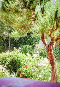 A garden outside La luna house