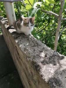 eine Katze, die auf einer Steinmauer sitzt in der Unterkunft House In The Forest in Sighnaghi