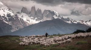 un hombre parado frente a una manada de ovejas en Estancia Cerro Guido, en Torres del Paine