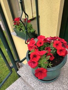 two pots of red flowers on a window sill at Ferienwohnung Perlitz in Petersdorf