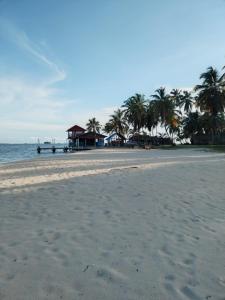 - une plage avec des palmiers et une maison dans l'établissement Discovery Gunayar, à Waisalatupo