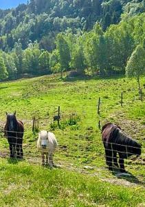 a group of horses grazing in a field at Vika Minihouse in Kristiansund +2 photos