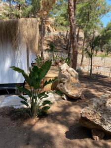 a garden with a plant and a rock and a building at Z-Villas Beach Hotel in Marmaris