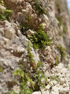 una montaña rocosa con plantas creciendo en ella en Petra Maris B&B en Peschici