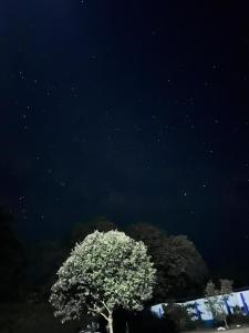 un árbol delante de un cielo estrellado con en Hotel campestre la Maria, en Villavicencio