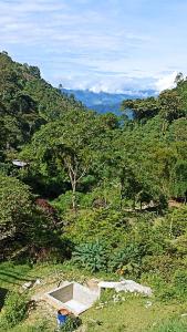 Blick auf ein Feld mit Bäumen und einem Berg in der Unterkunft Cabaña Mi Chelita in Ibagué