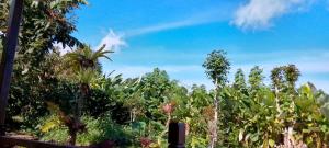 un campo de cultivos con un cielo azul en el fondo en Manigelang Villa en Singaraja