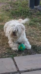 a white dog laying in the grass with a ball at Country View Motel Ilbilbie in Ilbilbie