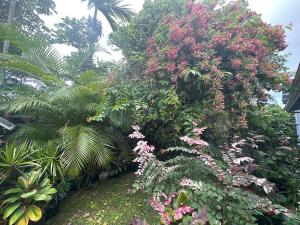 einen Garten mit vielen verschiedenen Arten von Pflanzen und Blumen in der Unterkunft Hawaiian Ohana Home in Hilo