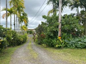 eine von Palmen und Pflanzen gesäumte unbefestigte Straße in der Unterkunft Hawaiian Ohana Home in Hilo