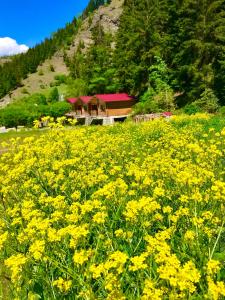 Fotografie z fotogalerie ubytování Hotel Green Valley Savsat v destinaci Savsat