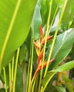 Galería fotográfica de Jessica’s Vacation Home en Banda 23 fotos más