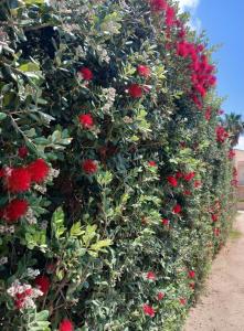 una gran cubierta de flores y plantas rojas en Blu Vacanze Residence en Favignana