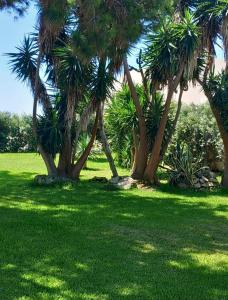 un grupo de palmeras en un campo de hierba en Blu Vacanze Residence en Favignana