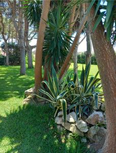 un montón de plantas en un patio junto a un árbol en Blu Vacanze Residence en Favignana